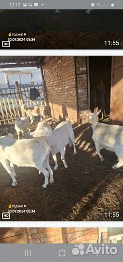 Коза 9 штук обш