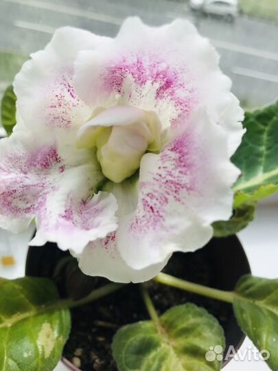 Глоксиния махровая