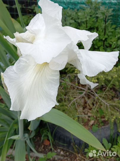 Ирисы бородатые все сортовые