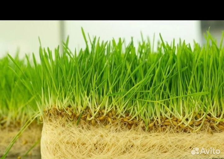 Гидропонный корм, пшеница,ячмень, овес