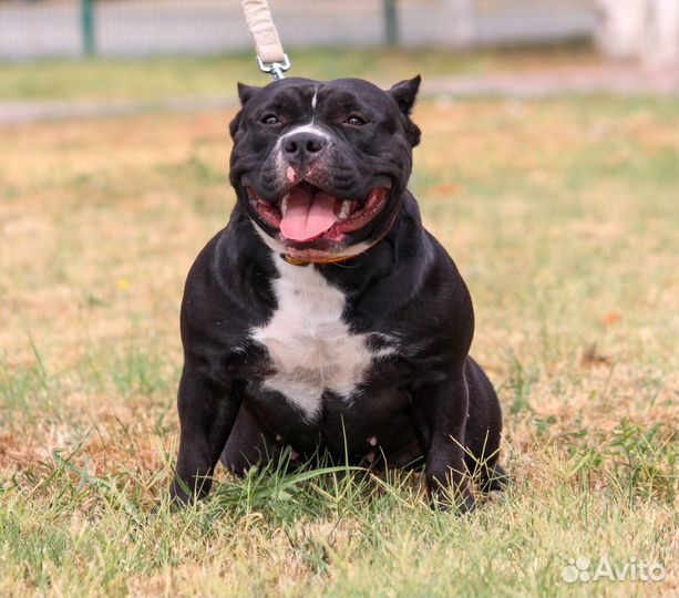 Американский булли девочка