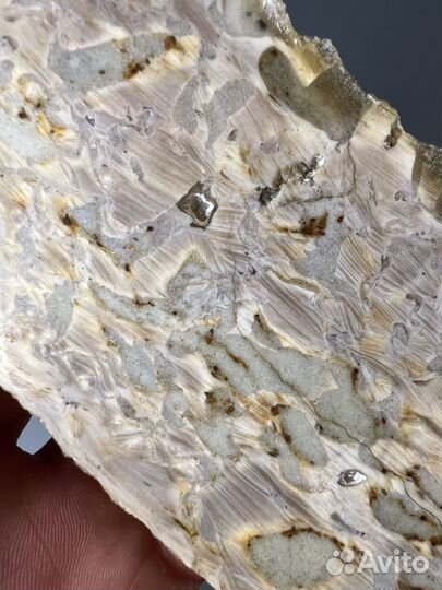 Окаменелое дерево спил (55)