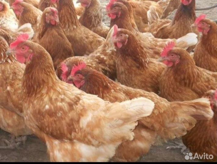 Куры несушки