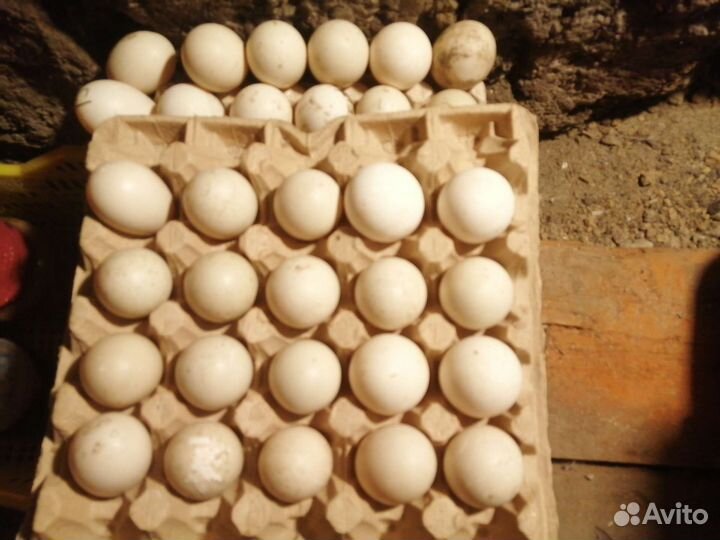 Инкубационное яйцо утки