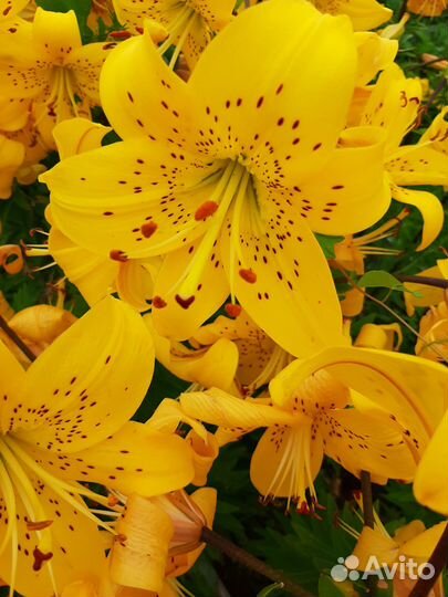 Многолетние растения для сада