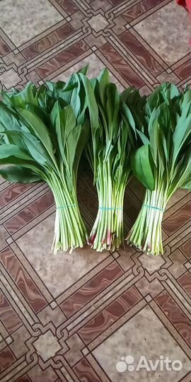 Черемша свежая