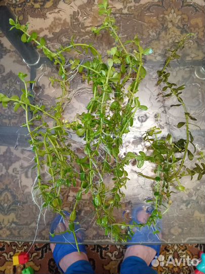 Аквариумное растение