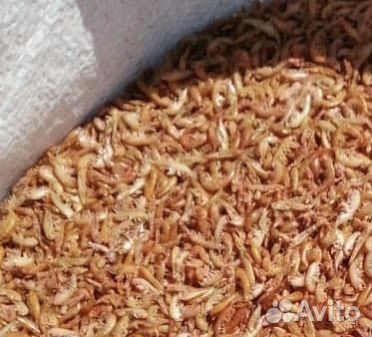 Гаммарус сухой оптом