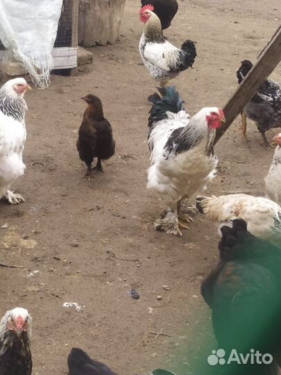 Петухи брама