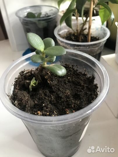 Денежное дерево молодое
