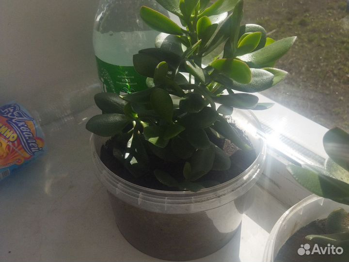 Комнатные растения