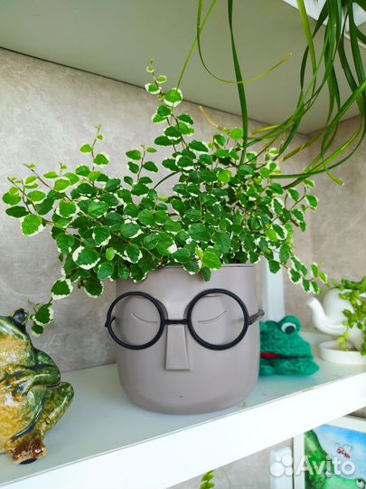 Фикус Пумила Санни