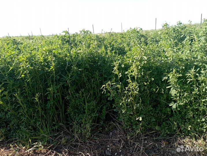 Продам люцерку