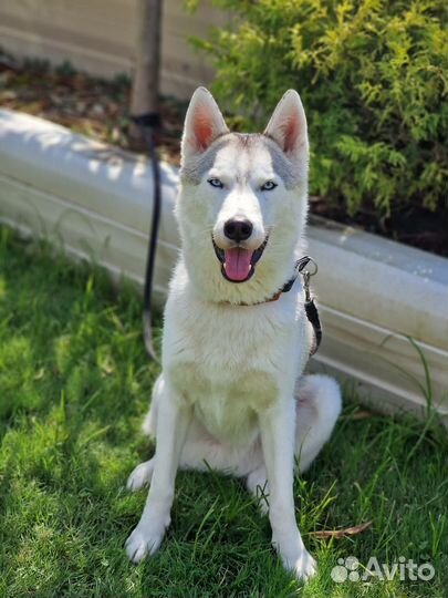 Хаски Пакс ищет дом