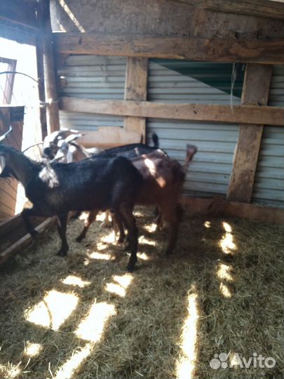 Англо нубийский козел