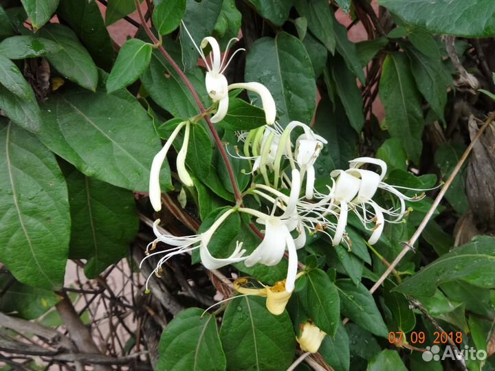 Лианы. Саженцы плюща,девичьего винограда