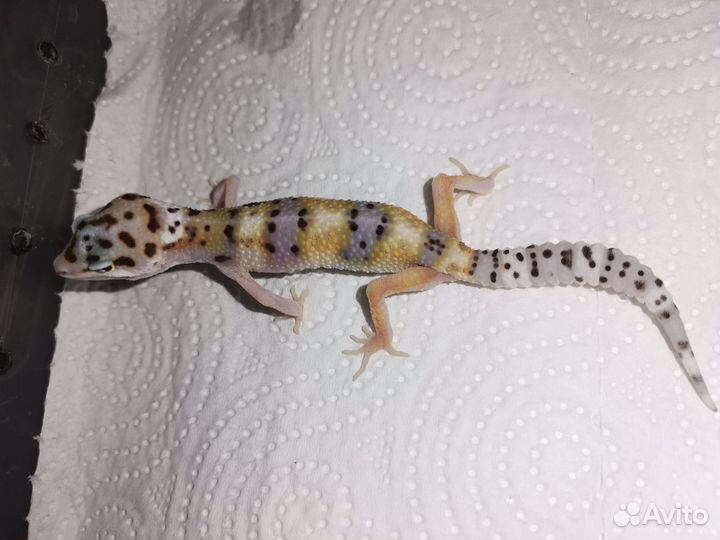 Эублефар 2023