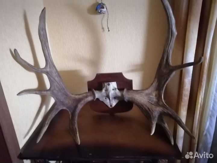 Продам рога лося