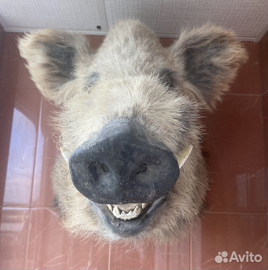 Чучело кабана