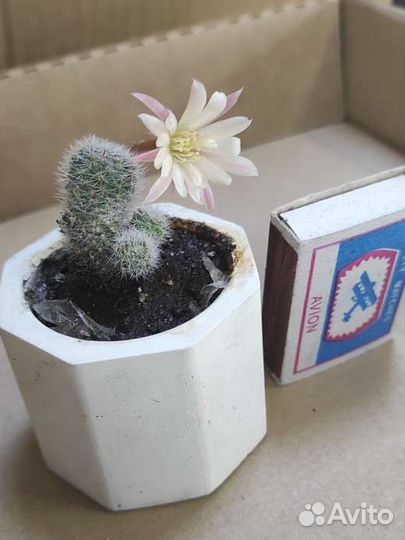 Кактус цветущий Ребуция