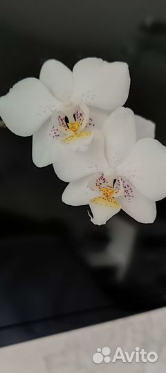 Орхидея фаленопсис