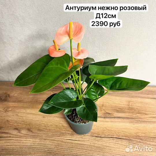 Растения для дома