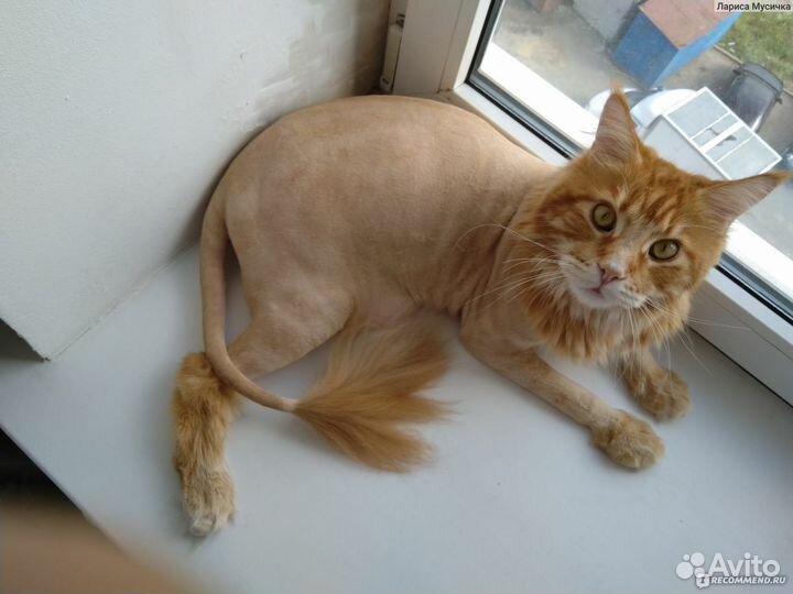 Стрижка кошек и собак с выездом на дом