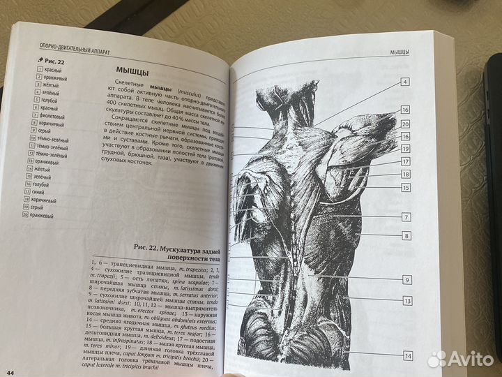 Атлас анатомии человека