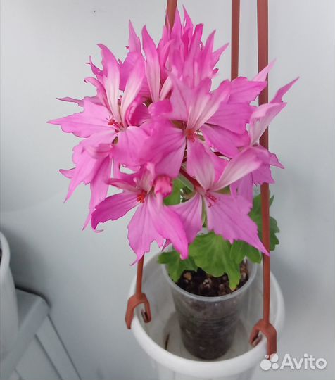 Пеларгония стеллар