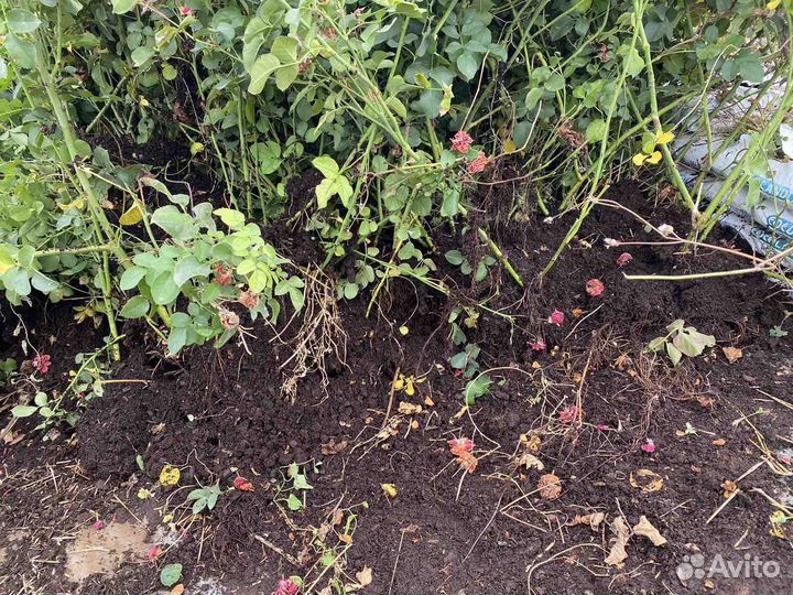 Розы спрей аваланж