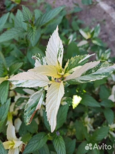 Пряные травы. Мяты, чабрецы, душица