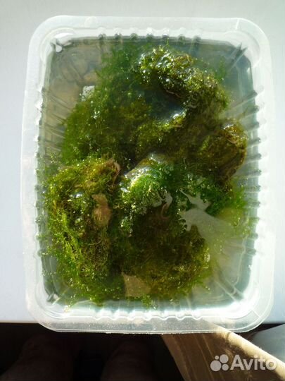 Аквариумные растения обмен