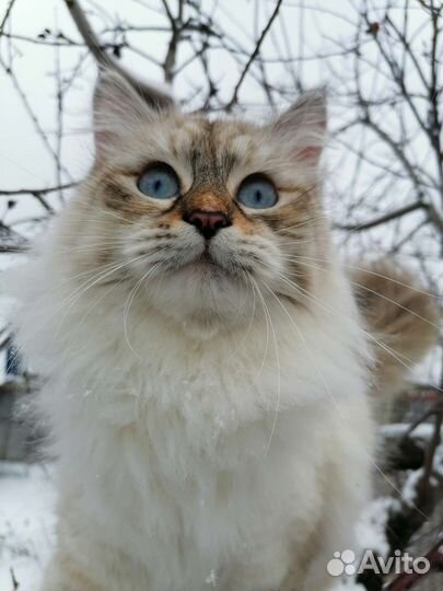 Невская маскарадная