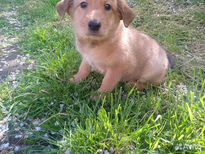 Аля-лабрадор