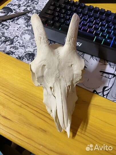 Череп молодой козы