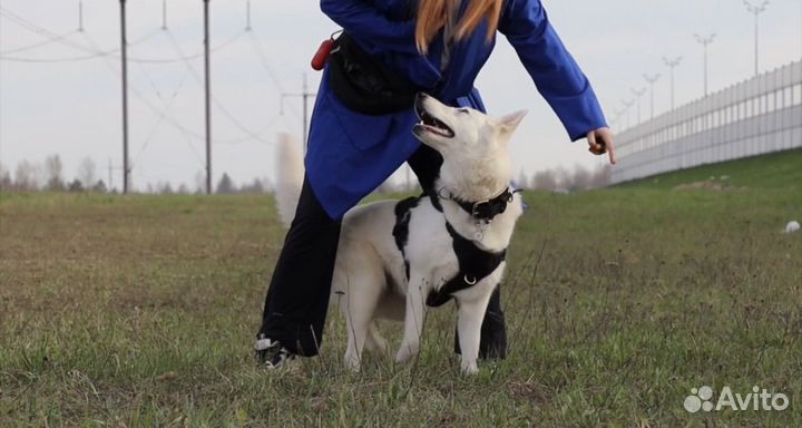 Услуги кинолога