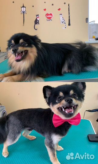 Зоосалон Хвостатый модник