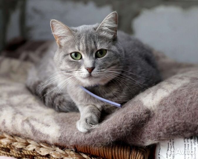 Илона в добрый дом