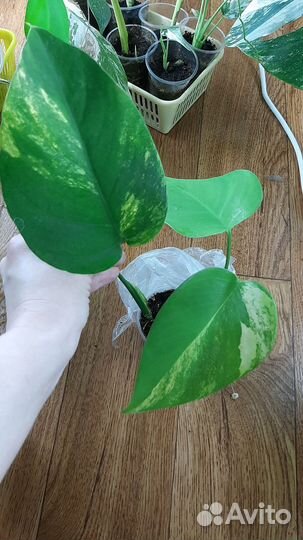 Монстера вариегатная