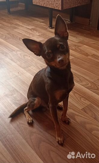 Вязка той-терьер