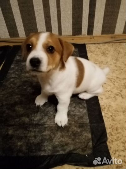 Щенки джек рассел терьер