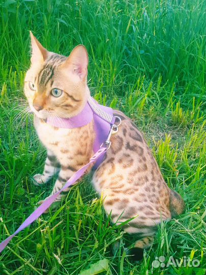 Бенгальский котик, бенгальские