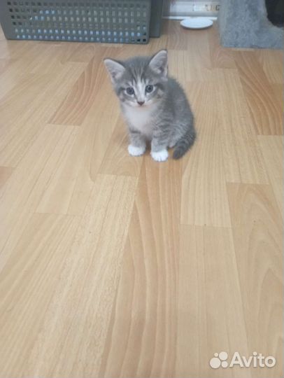 Кошка