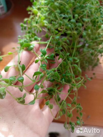 Солейролия