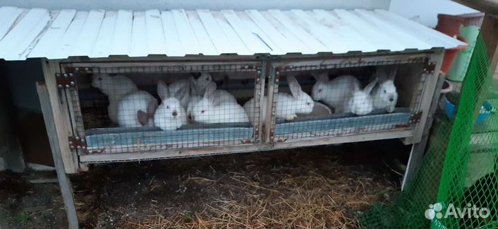 Калифорнийские кролики и микс нзб +калифорния