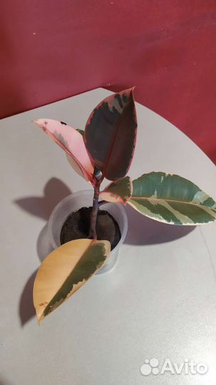 Фикус Бейлиз