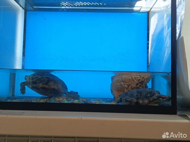 Отдам в добрые руки вместе с аквариумом