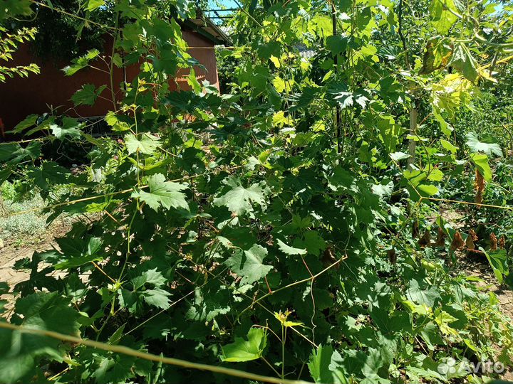 Саженцы винограда