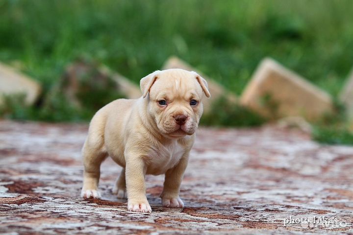 Американский булли покет щенки