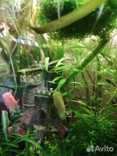 Микрантенум